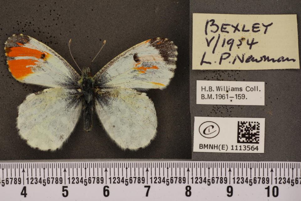 Anthocaris cardamines (mosaic gynandromorph 2) (Internet Image property of respective owner, non-commercial use only)